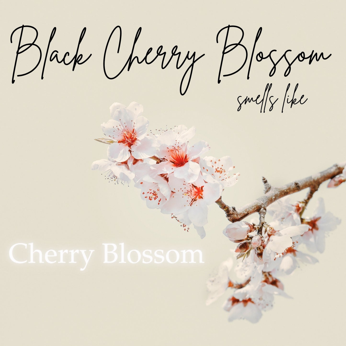 Congratulations (Black Cherry Blossom)