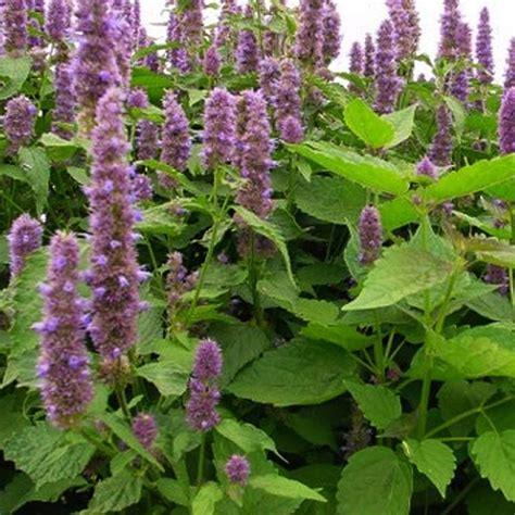Purple anise hyssop flowers blooming in a green garden with dense foliage