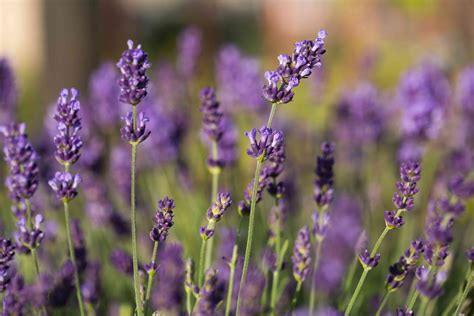 Close-up of blooming lavender flowers in a sunlit garden