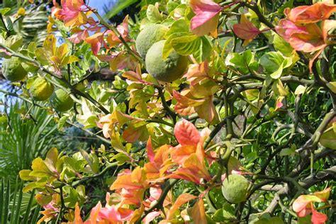 Colorful tropical plant with green fruits and orange-pink leaves in a lush garden